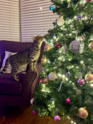 Illustration de l'article : 20 photos de chats obsédés par le sapin de Noël de leur famille