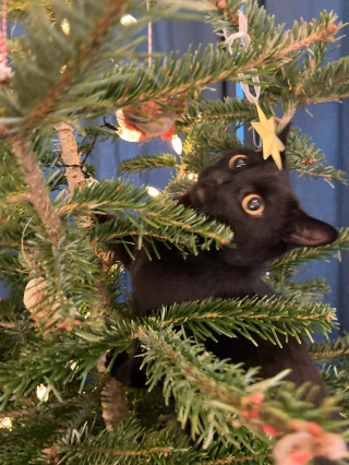 Illustration de l'article : 20 photos de chats obsédés par le sapin de Noël de leur famille