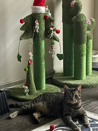 Illustration de l'article : 20 photos de chats obsédés par le sapin de Noël de leur famille