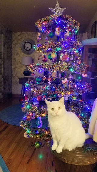 Illustration de l'article : 20 photos de chats obsédés par le sapin de Noël de leur famille