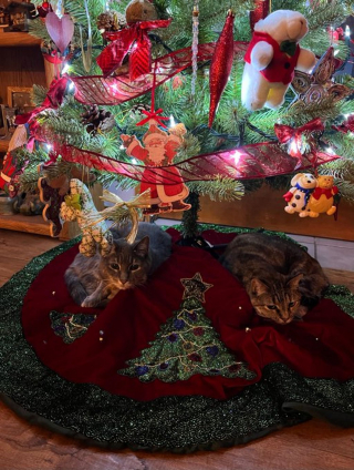 Illustration de l'article : 20 photos de chats obsédés par le sapin de Noël de leur famille