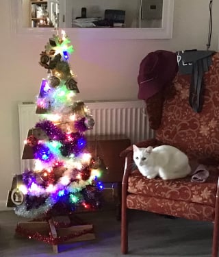 Illustration de l'article : 20 photos de chats obsédés par le sapin de Noël de leur famille