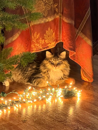 Illustration de l'article : 20 photos de chats obsédés par le sapin de Noël de leur famille