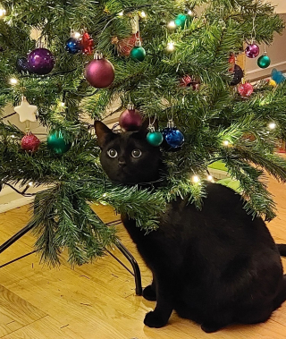 Illustration de l'article : 20 photos de chats obsédés par le sapin de Noël de leur famille