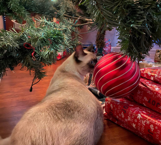 Illustration de l'article : 20 photos de chats obsédés par le sapin de Noël de leur famille