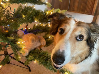 Illustration de l'article : 20 photos de chiens qui attendent Noël avec impatience