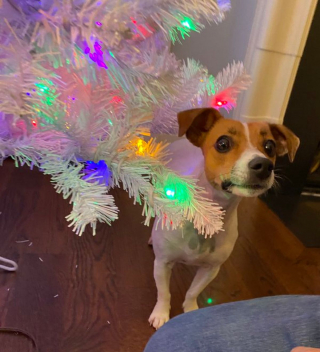 Illustration de l'article : 20 photos de chiens qui attendent Noël avec impatience