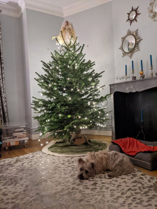 Illustration de l'article : 20 photos de chiens qui attendent Noël avec impatience