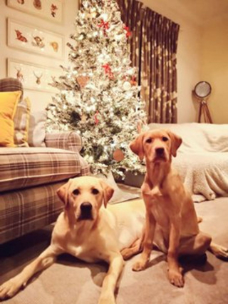 Illustration de l'article : 20 photos de chiens qui attendent Noël avec impatience