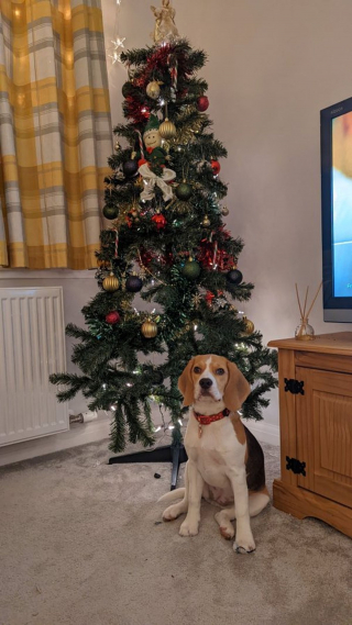 Illustration de l'article : 20 photos de chiens qui attendent Noël avec impatience