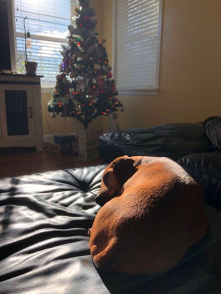 Illustration de l'article : 20 photos de chiens qui attendent Noël avec impatience