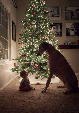 Illustration de l'article : 20 photos de chiens qui attendent Noël avec impatience