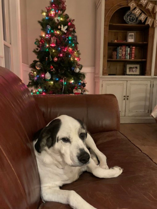 Illustration de l'article : 20 photos de chiens qui attendent Noël avec impatience