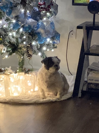 Illustration de l'article : 20 photos de chiens qui attendent Noël avec impatience