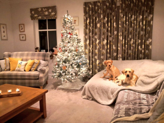 Illustration de l'article : 20 photos de chiens qui attendent Noël avec impatience