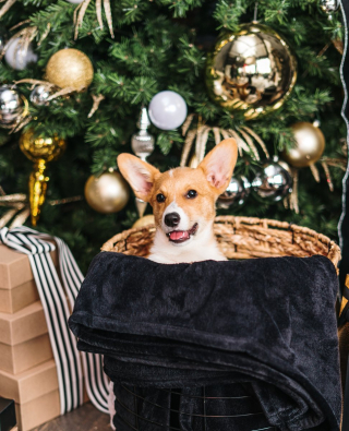 Illustration de l'article : 20 photos de chiens qui attendent Noël avec impatience