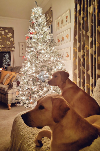 Illustration de l'article : 20 photos de chiens qui attendent Noël avec impatience