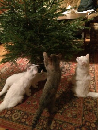 Illustration de l'article : 10 photos de chats qui participent aux fêtes de fin d'année à leur manière