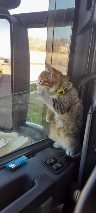 Illustration de l'article : Un routier tisse un lien unique avec un chaton abandonné, qui devient son compagnon de voyage