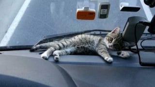 Illustration de l'article : Un routier tisse un lien unique avec un chaton abandonné, qui devient son compagnon de voyage