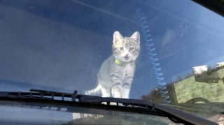 Illustration de l'article : Un routier tisse un lien unique avec un chaton abandonné, qui devient son compagnon de voyage