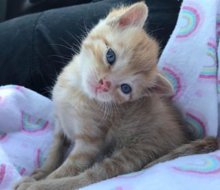 Illustration de l'article : 2 chatons inséparables sauvés de la rue couvrent de câlins toutes celles et ceux qu'ils croisent