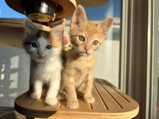 Illustration de l'article : 2 chatons inséparables sauvés de la rue couvrent de câlins toutes celles et ceux qu'ils croisent