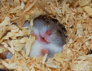 Illustration de l'article : 20 photos de hamsters qui sont de véritables bouilles d'amour