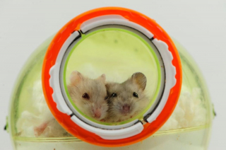 Illustration de l'article : 20 photos de hamsters qui sont de véritables bouilles d'amour