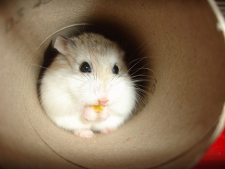 Illustration de l'article : 20 photos de hamsters qui sont de véritables bouilles d'amour