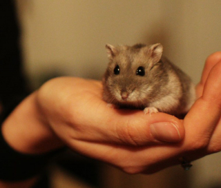 Illustration de l'article : 20 photos de hamsters qui sont de véritables bouilles d'amour