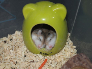 Illustration de l'article : 20 photos de hamsters qui sont de véritables bouilles d'amour