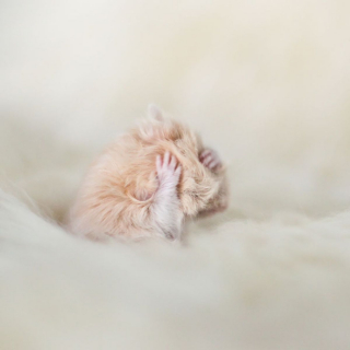 Illustration de l'article : 20 photos de hamsters qui sont de véritables bouilles d'amour