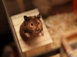 Illustration de l'article : 20 photos de hamsters qui sont de véritables bouilles d'amour