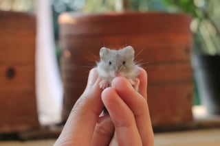 Illustration de l'article : 20 photos de hamsters qui sont de véritables bouilles d'amour