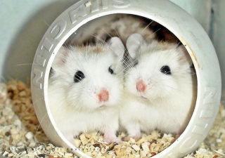 Illustration de l'article : 20 photos de hamsters qui sont de véritables bouilles d'amour