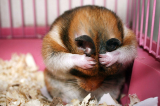 Illustration de l'article : 20 photos de hamsters qui sont de véritables bouilles d'amour