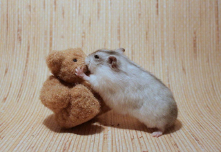 Illustration de l'article : 20 photos de hamsters qui sont de véritables bouilles d'amour