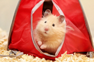 Illustration de l'article : 20 photos de hamsters qui sont de véritables bouilles d'amour