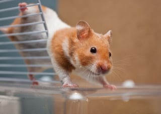 Illustration de l'article : 20 photos de hamsters qui sont de véritables bouilles d'amour