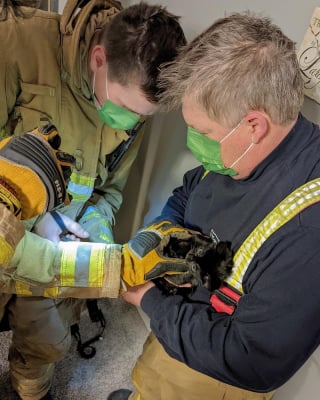 Illustration de l'article : Les pompiers à la rescousse d'un chaton à la patte coincée dans un canapé