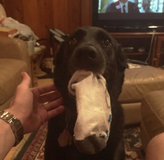 Illustration de l'article : 18 photos de chiens qui s'avèrent très doués pour offrir des cadeaux