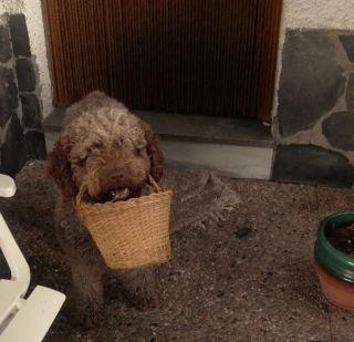 Illustration de l'article : 18 photos de chiens qui s'avèrent très doués pour offrir des cadeaux