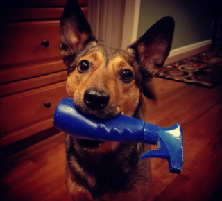 Illustration de l'article : 18 photos de chiens qui s'avèrent très doués pour offrir des cadeaux