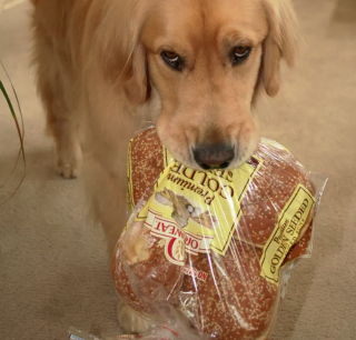 Illustration de l'article : 18 photos de chiens qui s'avèrent très doués pour offrir des cadeaux