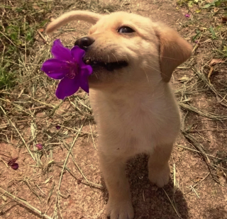 Illustration de l'article : 18 photos de chiens qui s'avèrent très doués pour offrir des cadeaux