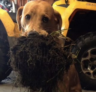 Illustration de l'article : 18 photos de chiens qui s'avèrent très doués pour offrir des cadeaux