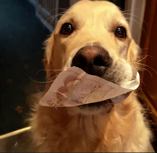 Illustration de l'article : 18 photos de chiens qui s'avèrent très doués pour offrir des cadeaux