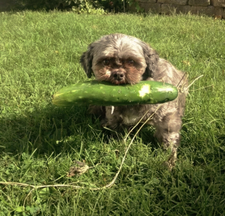 Illustration de l'article : 18 photos de chiens qui s'avèrent très doués pour offrir des cadeaux