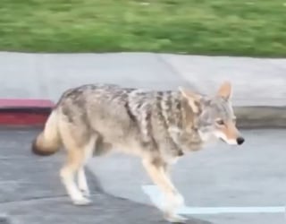 Illustration de l'article : Une femme raconte comment son chien a été attaqué par des coyotes lors d'une simple promenade